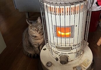 住宅の性能の差によるペットの暮らしのイメージ